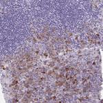 CD178 Polyclonal Antibody