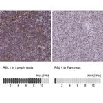 RBL1 Antibody