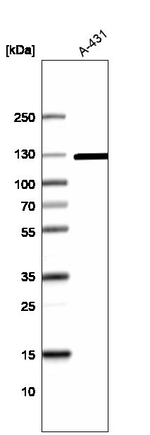 RBL1 Antibody in Western Blot (WB)