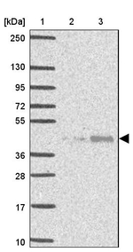 WNT10B Antibody in Western Blot (WB)