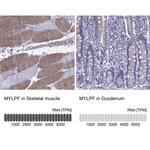 MYLPF Antibody