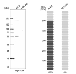 TROP2 Antibody in Western Blot (WB)