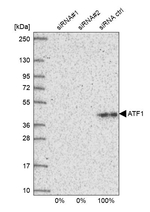 ATF1 Antibody in Western Blot (WB)