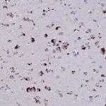 GPR162 Antibody in Immunohistochemistry (Paraffin) (IHC (P))