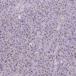 GPR162 Antibody in Immunohistochemistry (Paraffin) (IHC (P))