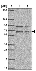 GPR162 Antibody in Western Blot (WB)