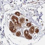 GRF-1 Antibody in Immunohistochemistry (Paraffin) (IHC (P))