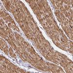 GRF-1 Antibody in Immunohistochemistry (Paraffin) (IHC (P))