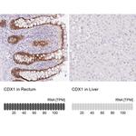 CDX1 Antibody