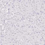 CDX1 Antibody in Immunohistochemistry (Paraffin) (IHC (P))