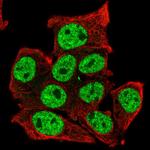 TCFL5 Polyclonal Antibody