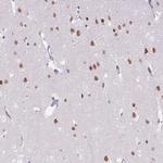 TCFL5 Antibody in Immunohistochemistry (Paraffin) (IHC (P))