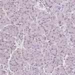 TCFL5 Antibody in Immunohistochemistry (Paraffin) (IHC (P))