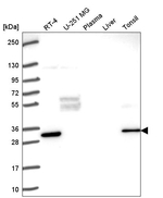 FRAT1 Antibody in Western Blot (WB)
