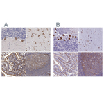 EEF1G Antibody in Immunohistochemistry (Paraffin) (IHC (P))