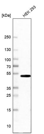 UAP56 Antibody in Western Blot (WB)