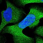 PSMA4 Polyclonal Antibody