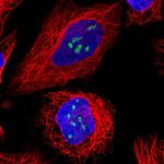 TBL3 Polyclonal Antibody