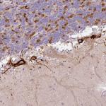 HAPLN4 Polyclonal Antibody