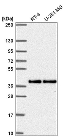 MTFR1 Antibody in Western Blot (WB)