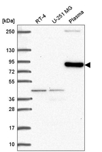 CLIP4 Antibody in Western Blot (WB)