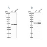 ARFGAP1 Antibody in Western Blot (WB)