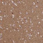 ATP1A3 Antibody in Immunohistochemistry (Paraffin) (IHC (P))