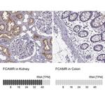 FCAMR Antibody