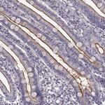 FCAMR Antibody in Immunohistochemistry (Paraffin) (IHC (P))