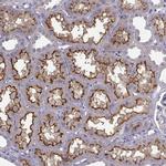 FCAMR Polyclonal Antibody