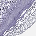 FCAMR Antibody in Immunohistochemistry (Paraffin) (IHC (P))