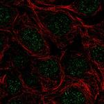 SRSF5 Polyclonal Antibody