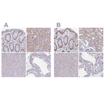 RBL1 Antibody in Immunohistochemistry (Paraffin) (IHC (P))