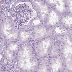 SFTPD Antibody in Immunohistochemistry (Paraffin) (IHC (P))