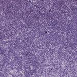 SFTPD Antibody in Immunohistochemistry (Paraffin) (IHC (P))