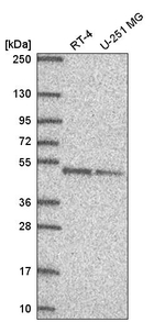 DPF2 Antibody in Western Blot (WB)