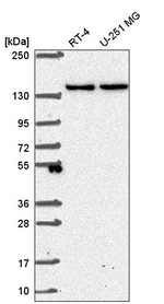SH3TC1 Antibody in Western Blot (WB)