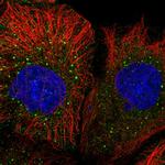 MRPL50 Polyclonal Antibody