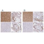Drebrin Polyclonal Antibody
