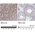 KMO Antibody in Immunohistochemistry (Paraffin) (IHC (P))