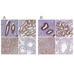 KMO Polyclonal Antibody