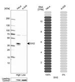 SIX2 Antibody in Western Blot (WB)