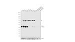 SIX2 Antibody in Western Blot (WB)