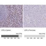 LIPA Antibody