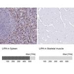 LIPA Antibody