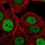 GINS2 Polyclonal Antibody