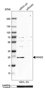 GINS2 Antibody in Western Blot (WB)