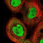 IRF2 Polyclonal Antibody