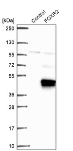 FOXR2 Antibody in Western Blot (WB)