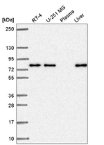 KLHL29 Antibody in Western Blot (WB)